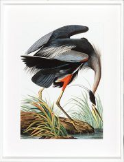 Grafika Great Heron Blue 70x90cm