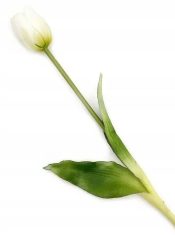Tulipan Angelique Ecru BBHome 60cm